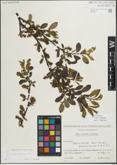 Foto von Salix myrsinifolia Salisb.